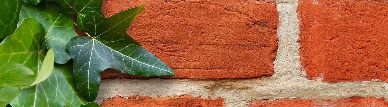 Red brick wall with climbing plant