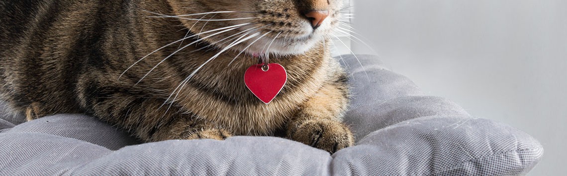 A tabby cat with a name tag on its collar