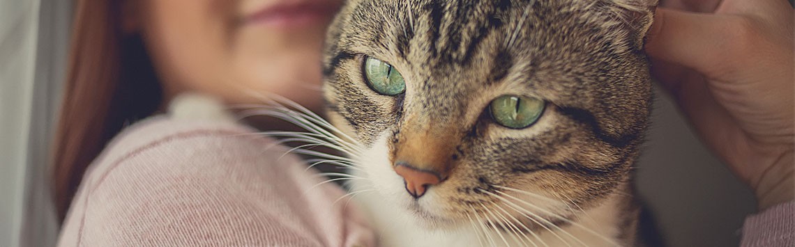 A tabby cat with green eyes being held by a woman