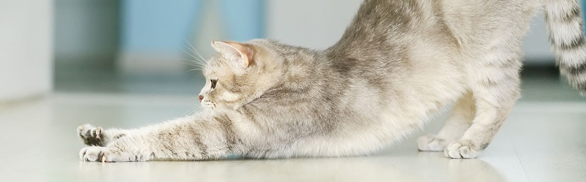A pale grey cat stretching its front legs along the floor