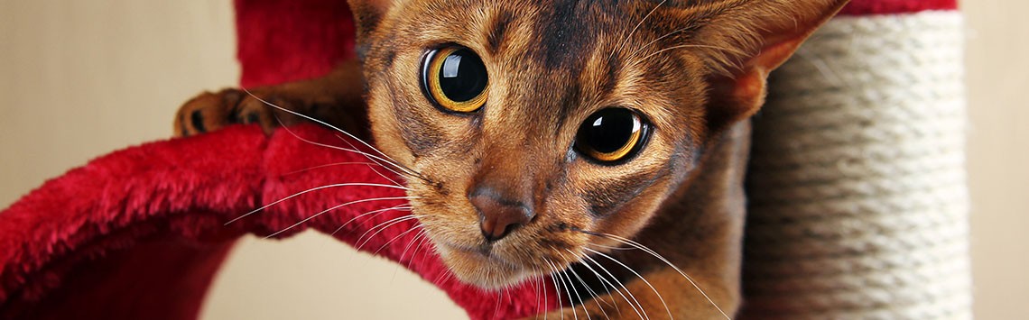 A cat climbing on a cat play house