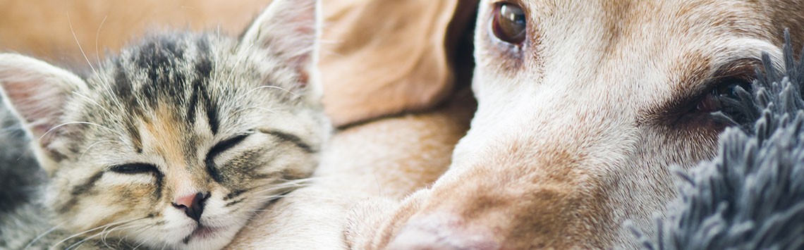 A kitten asleep against a big dog