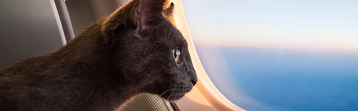 Taking your cat on holiday clearance