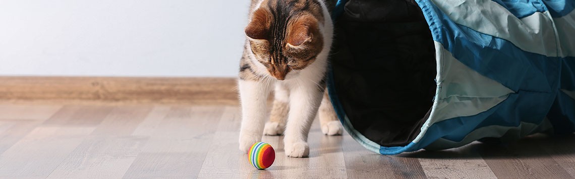 A kitten playing with a multi-coloured ball