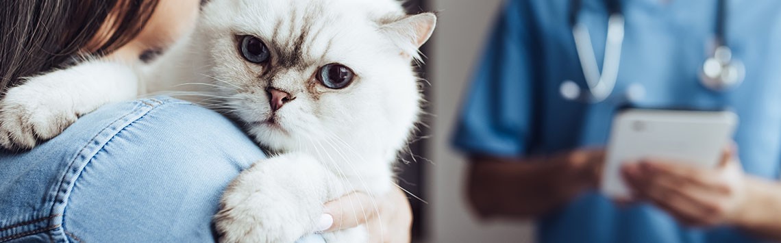 A fluffy white cat with blue eyes being carried into the vet's surgery