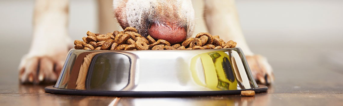 A dog eating crunchy food from a shiny bowl