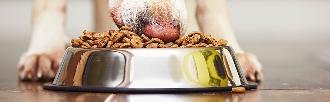 Healthiest dog diet on sale