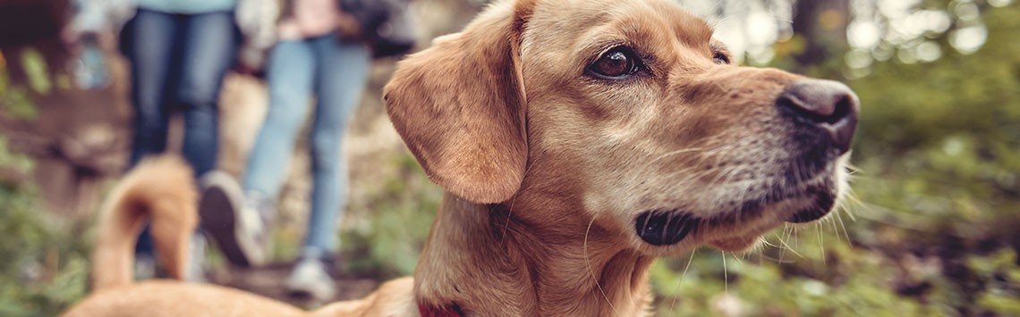 A dog on a walk in a wood looking at something in the distance