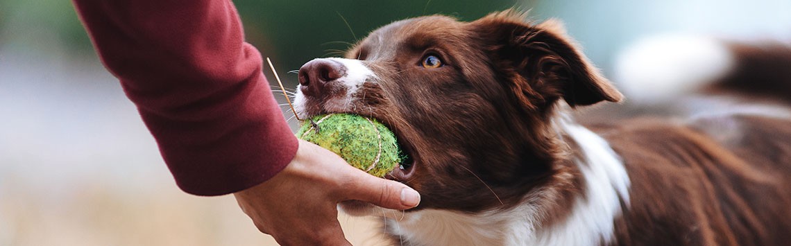 A dog holds a tennis ball in its mouth while its owner holds out a hand