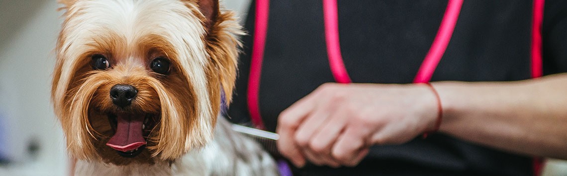 A long-haired terrier getting its coat trimmed