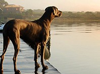 Dog Looking at Lake