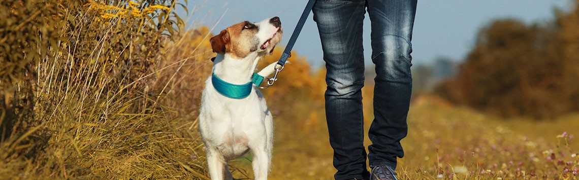 A dog being walked through a field with flowers