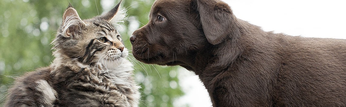 A cat comes face to face with a puppy