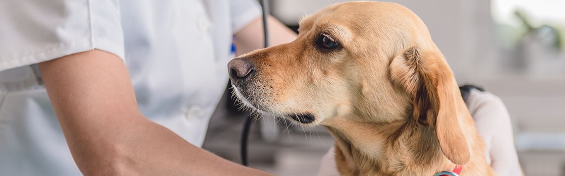 A vet checks checks a golden retriever
