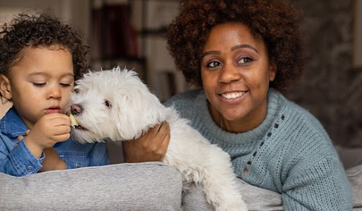 Lifetime Cover Pet Insurance John Lewis Finance