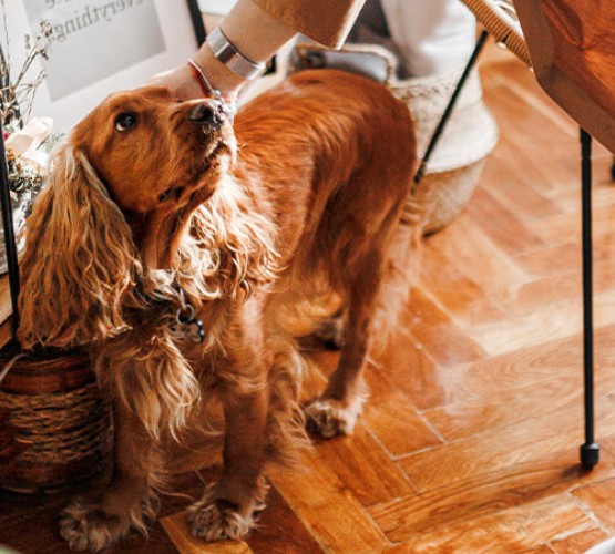 Pet insurance top lifetime cover