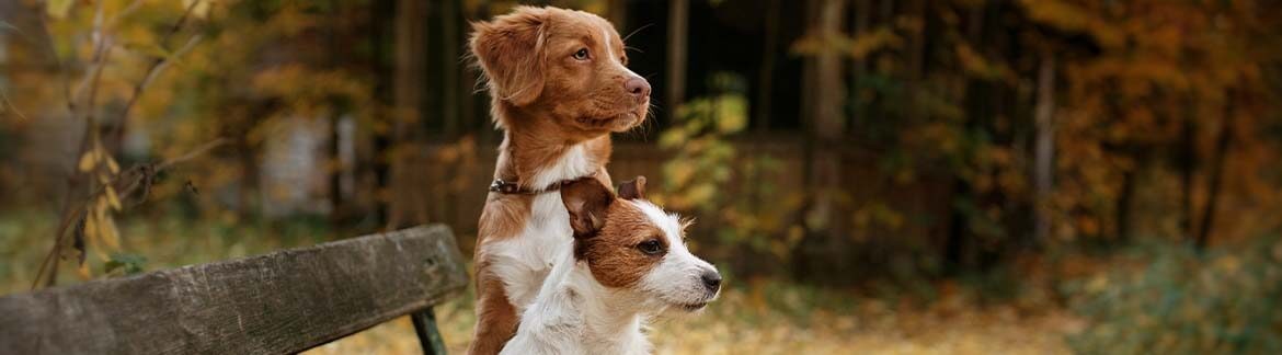 A dog and a young boy looking out of a window